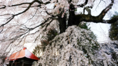 DSCF5978