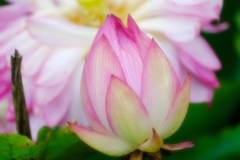 DSCF0352
