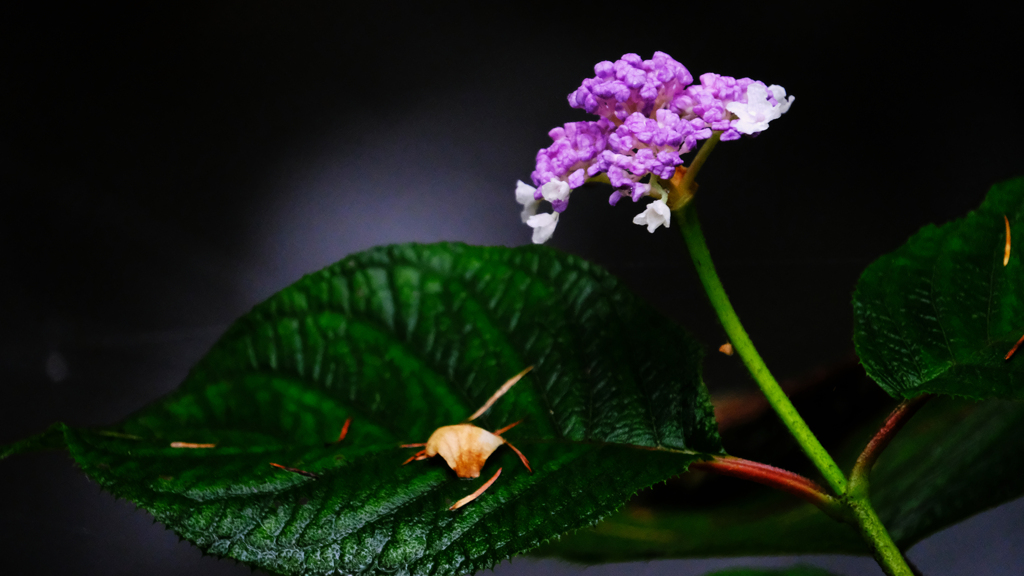 DSCF5008