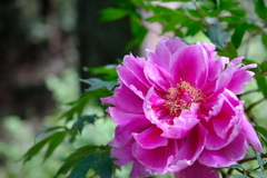 DSCF3716