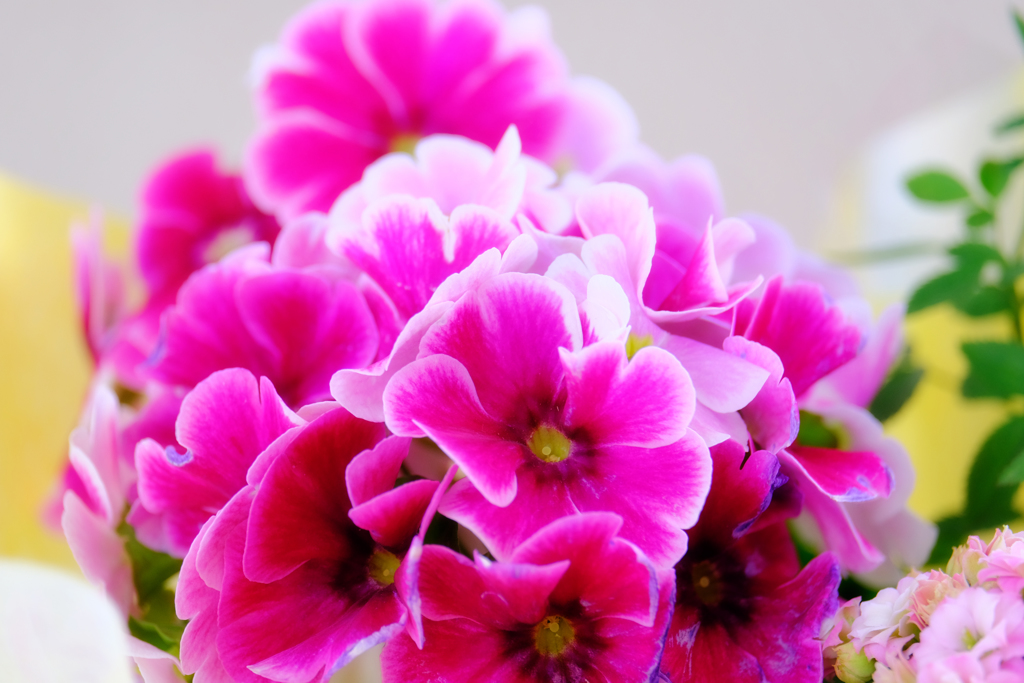 DSCF5885