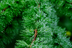 DSCF0253