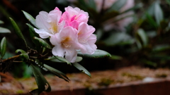DSCF3648