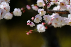 DSCF6692