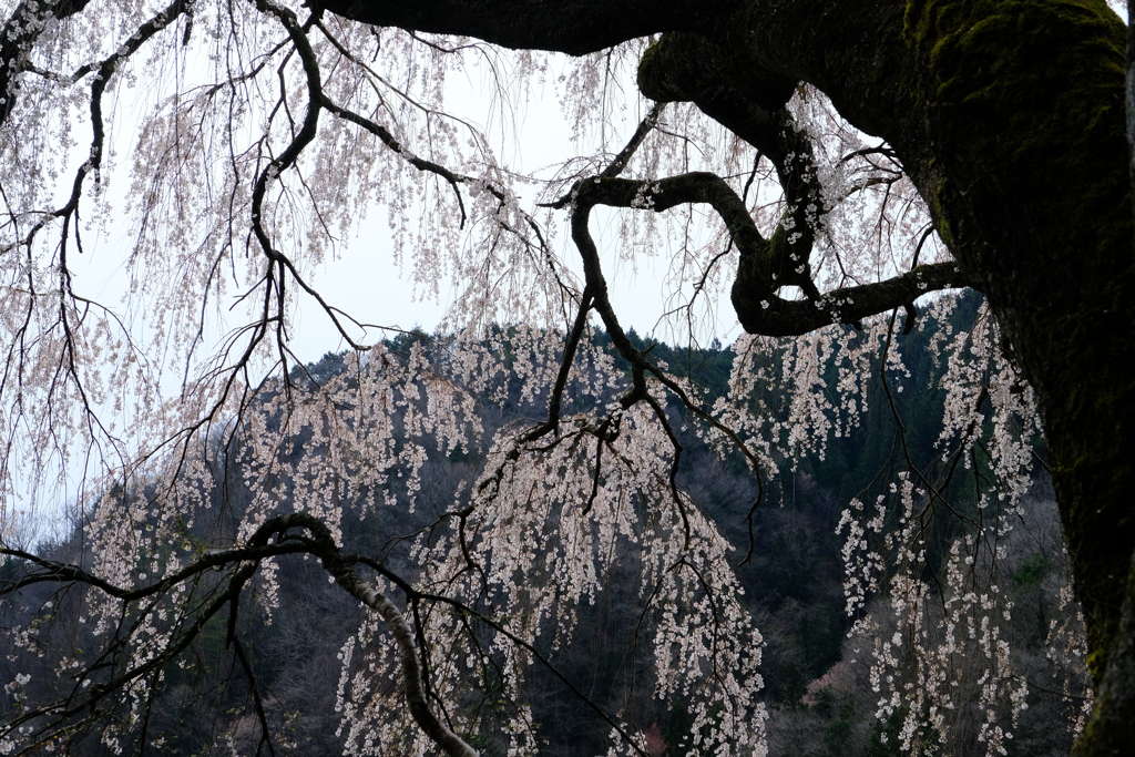 DSCF6197