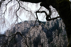 DSCF6197