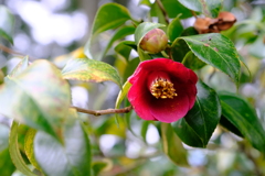 DSCF6237