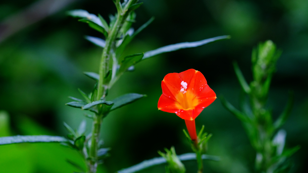 DSCF5074
