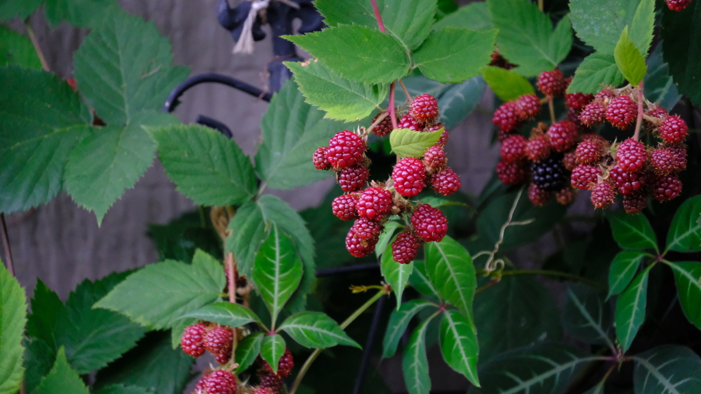 DSCF4994