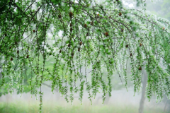 DSCF0264