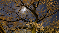 DSCF2654