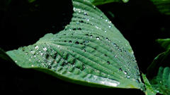DSCF4072