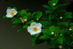 DSCF9955