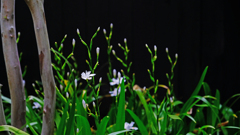 DSCF3414