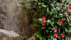 DSCF2991