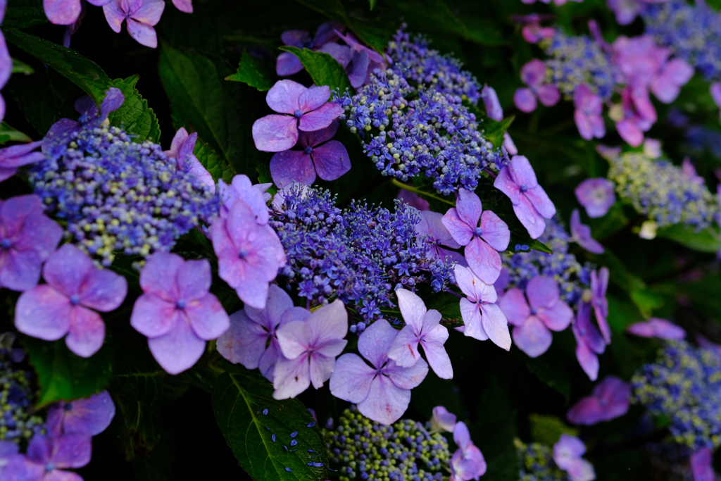 DSCF4828