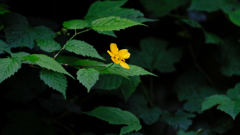 DSCF3674