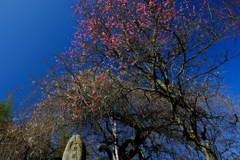 DSCF6455