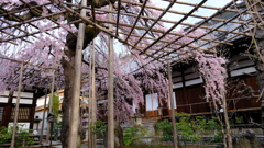 DSCF2694