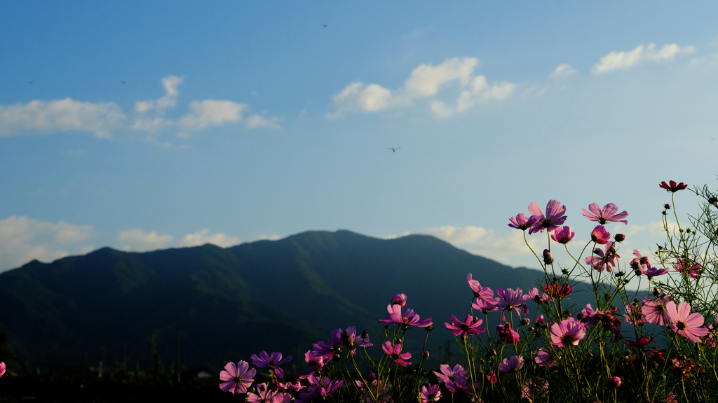 DSCF1317