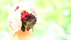 DSCF4081