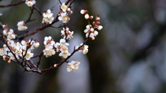 DSCF2169
