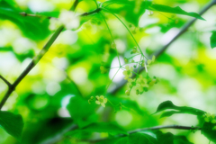 DSCF7291