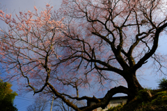 DSCF2463