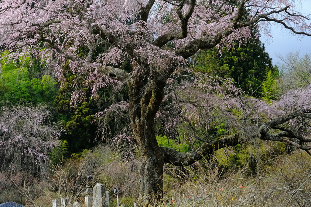 DSCF2914