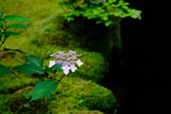DSCF4816