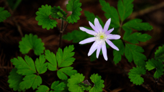 DSCF3541