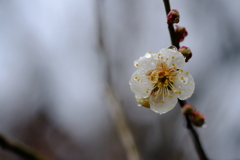 DSCF2210