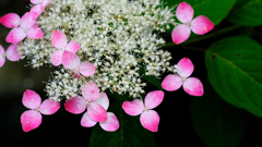DSCF4755