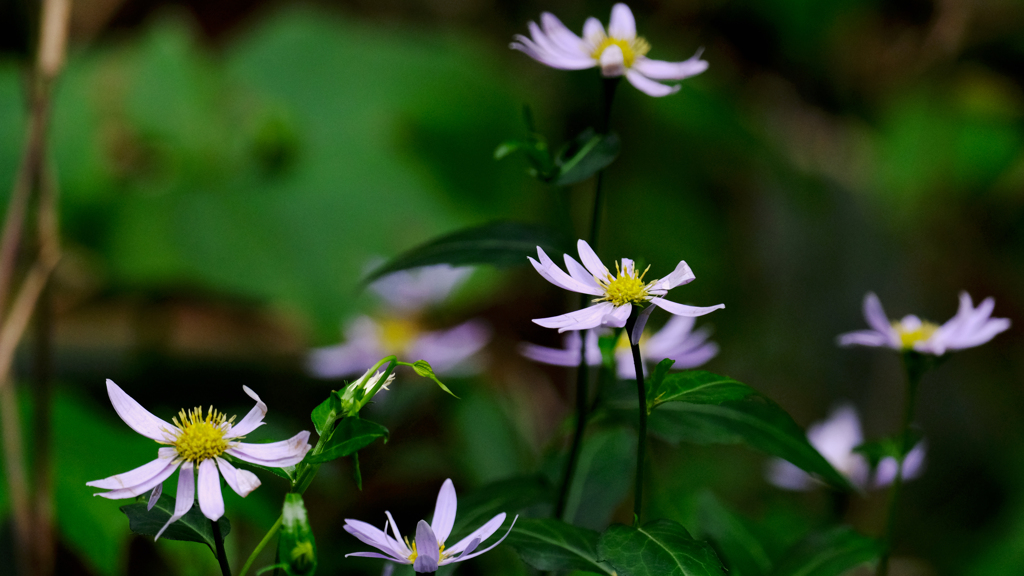 DSCF4741