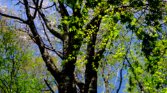 DSCF3468
