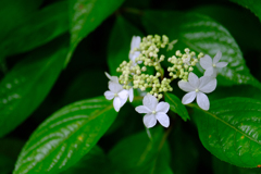 DSCF0367