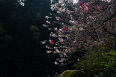 DSCF2799