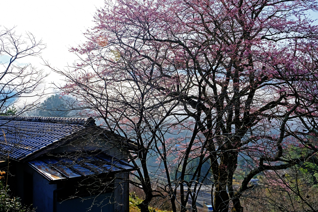 DSCF2466