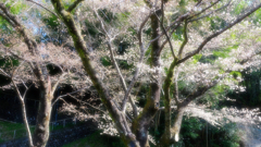 DSCF2484