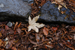DSCF1145
