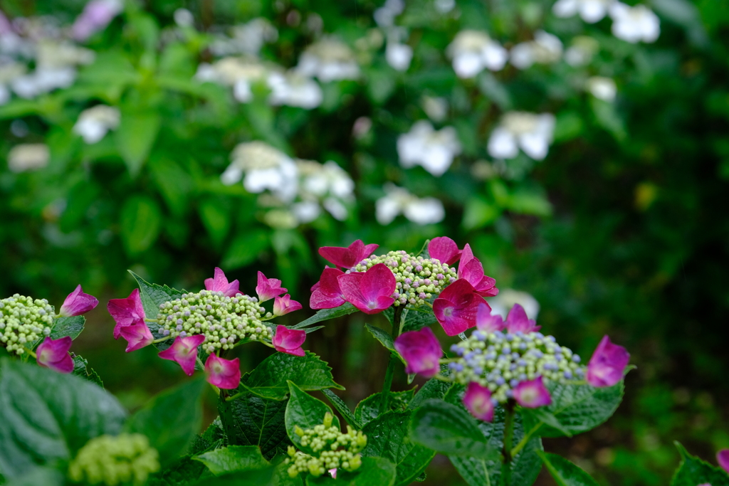 DSCF0058