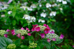 DSCF0058