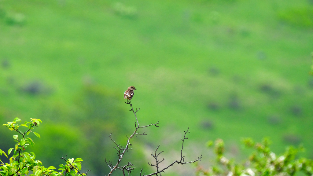 DSCF4438