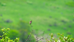 DSCF4438