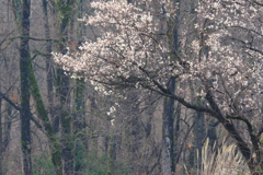 DSCF2240