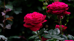 DSCF4295