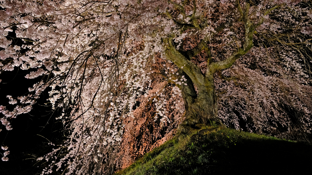 石塚桜1