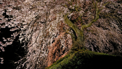 石塚桜1