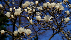 DSCF2742