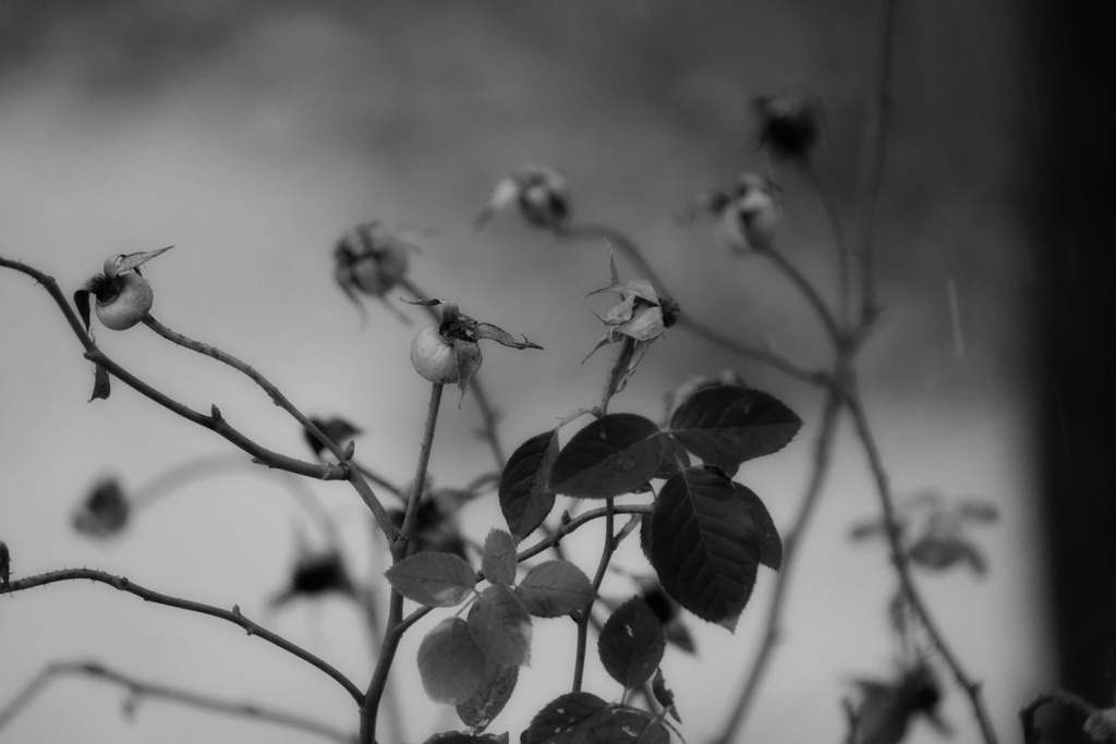 DSCF5697